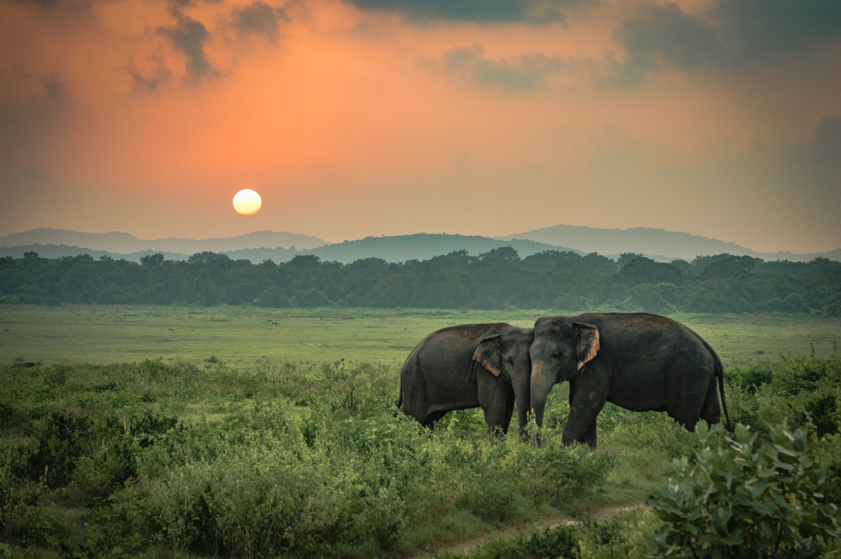 Indian elephants on the island of Sri Lanka