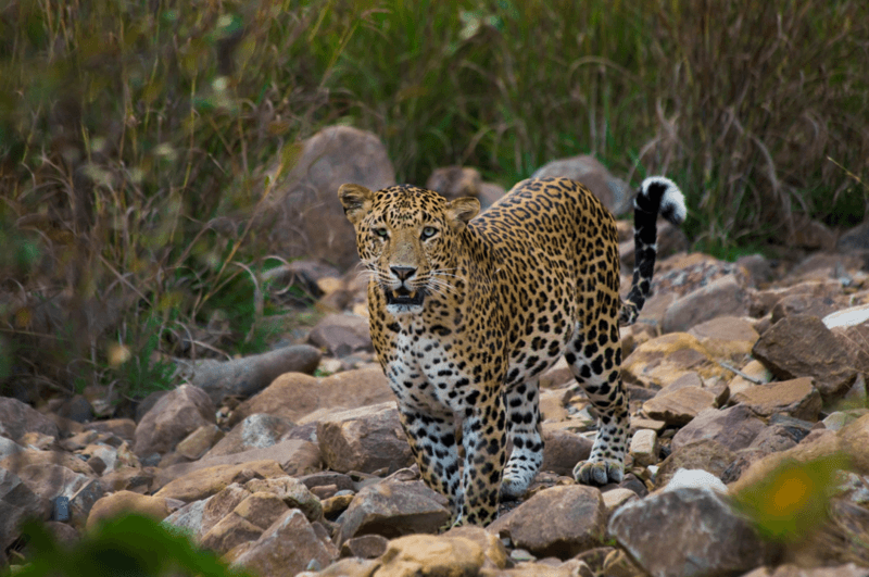 Wildlife in Madhya Pradesh