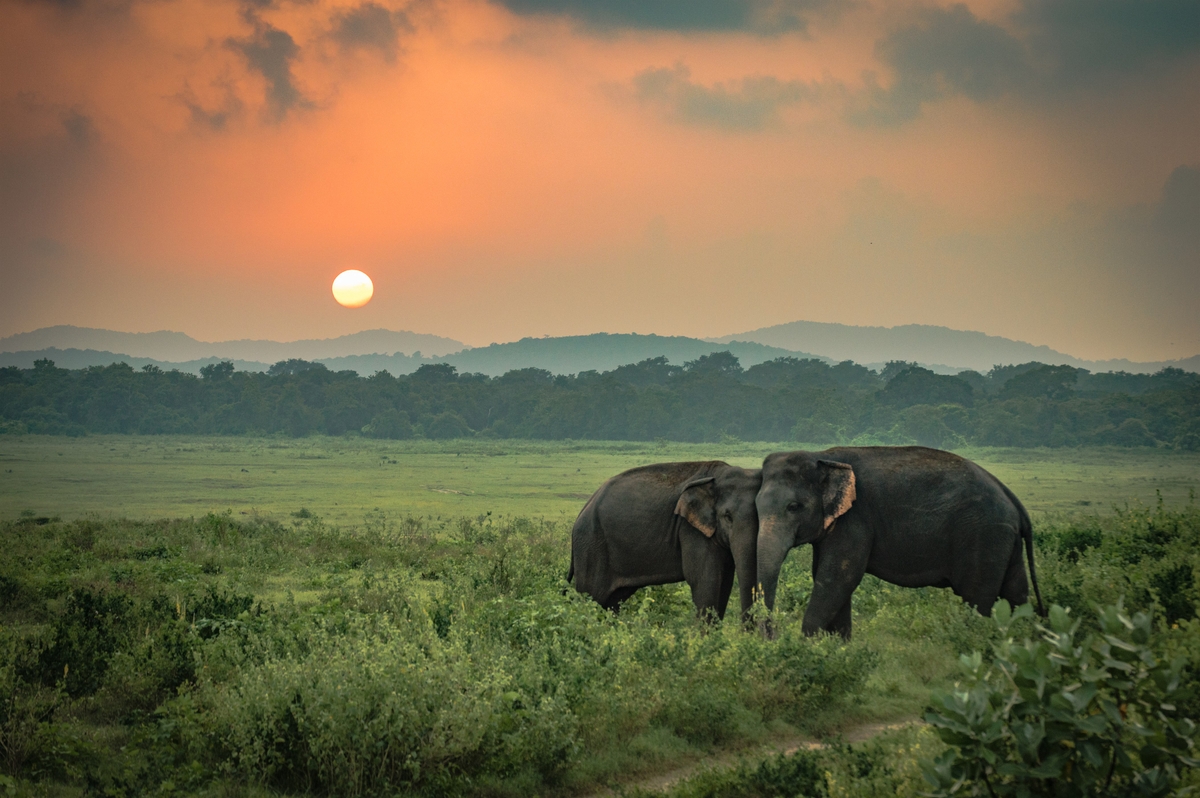 Индийские слоны на острове Шри-Ланка